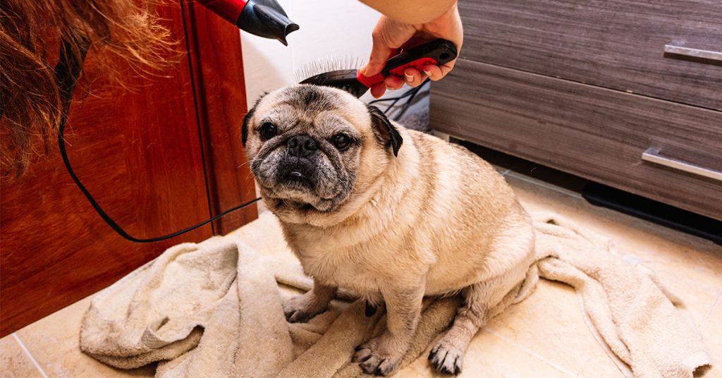 how to groom a short haired dog