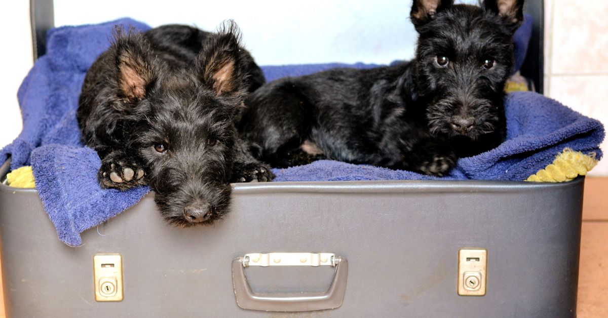 Scottish Terrier
