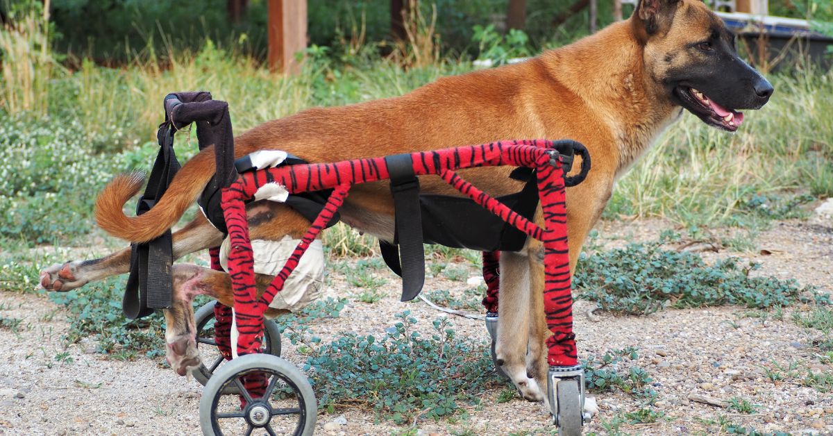 Signs and Symptoms Cerebellar Hypoplasia in Dogs