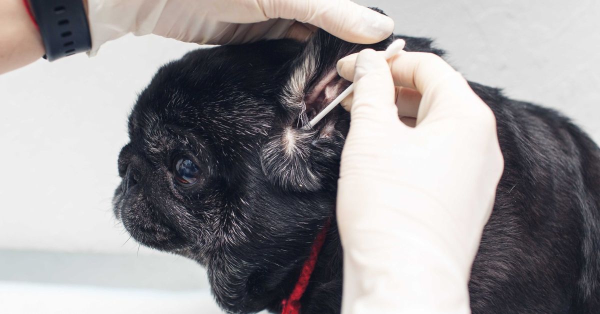 Soothe Dogs Ears After Grooming