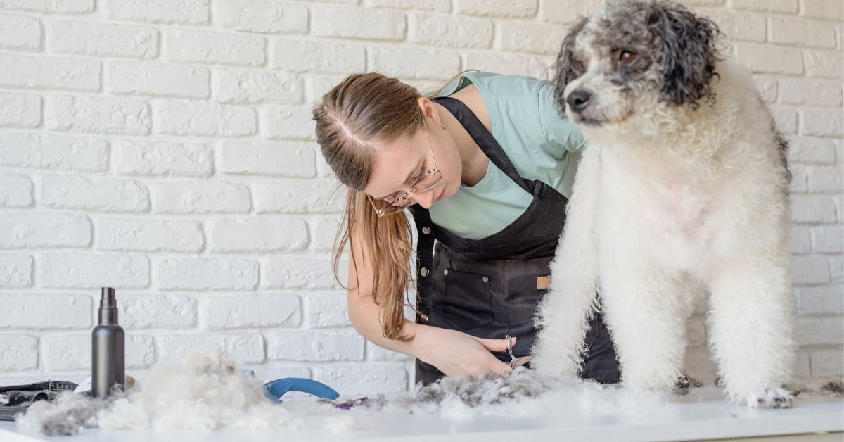 Tips for Choosing a Professional Groomer
