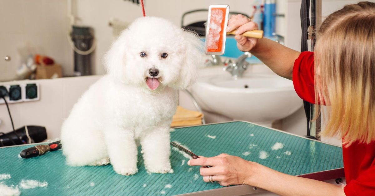Why take dog to professional groomer