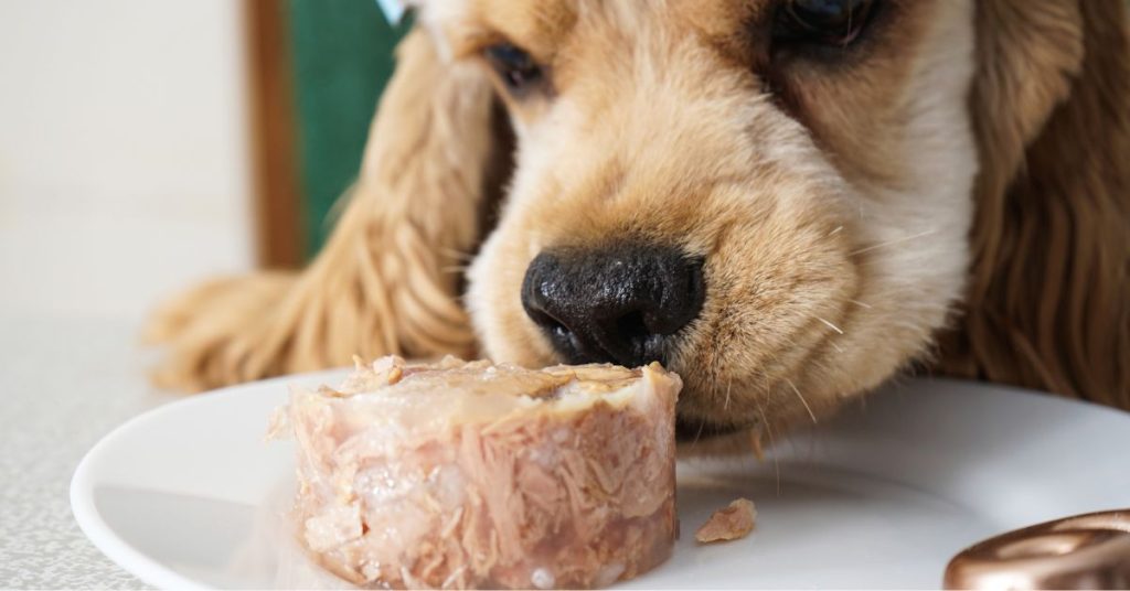 Can Dogs Eat Raw Chicken?