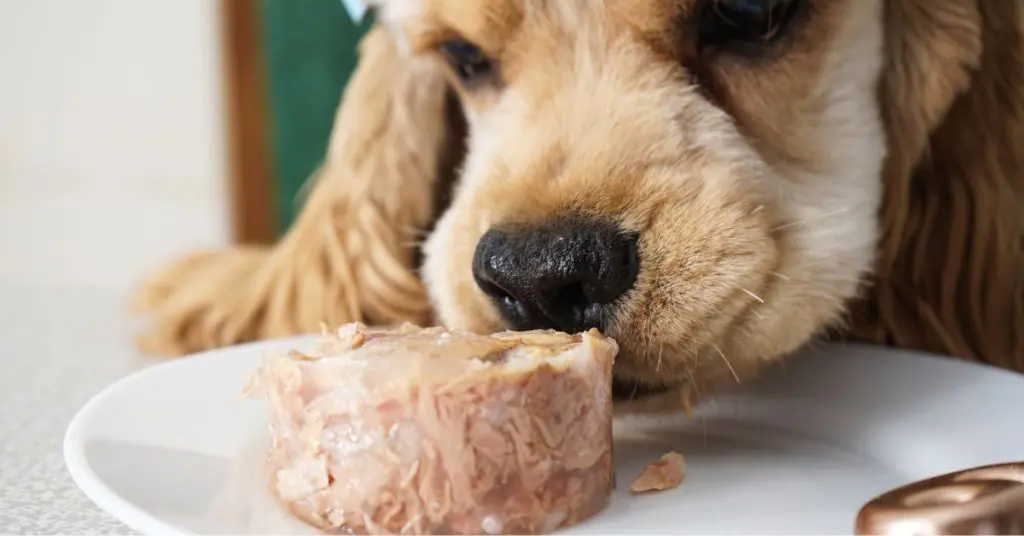 Can Dogs Eat Raw Chicken?