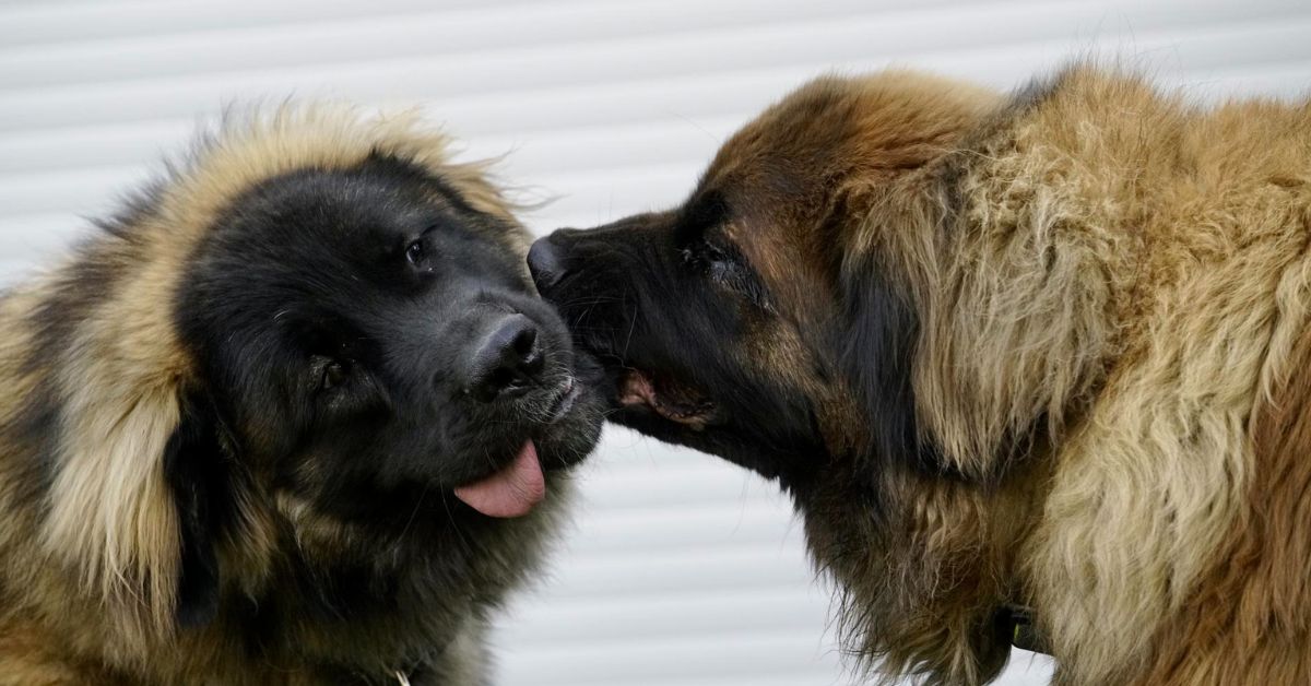 do dogs lick each others ears