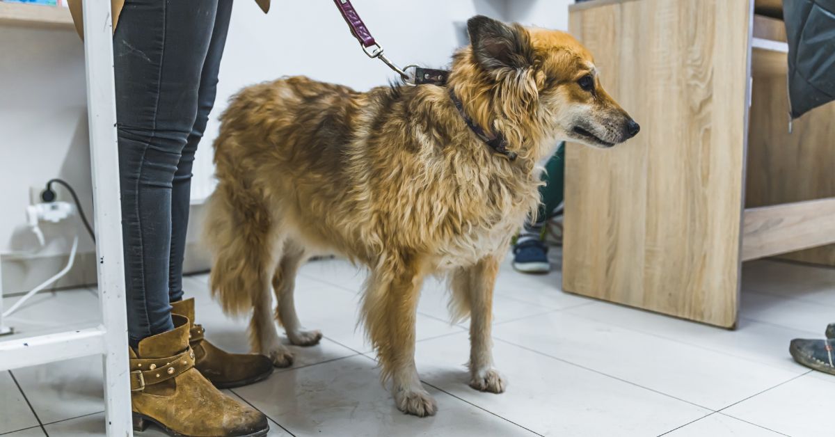 double coated dog