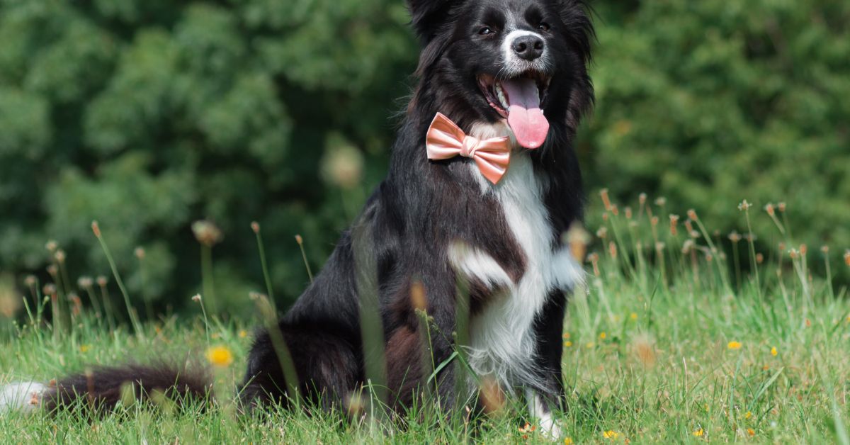 how to groom a Bernese Mountain Dog