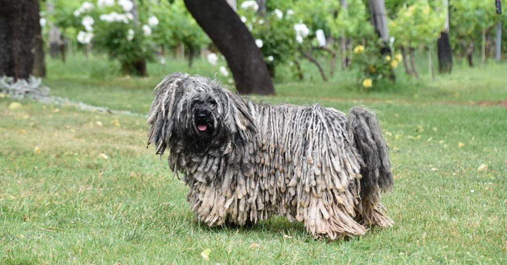 How Do You Groom A Puli Dog?