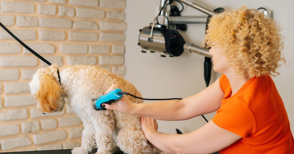 how often to take dog to groomer