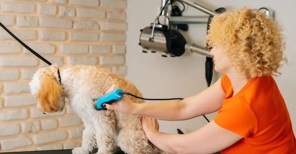 How Often To Take Dog To Groomer