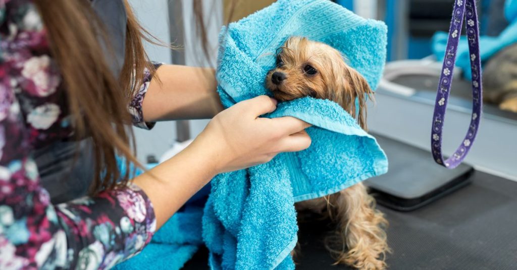 How To Calm Dog For Grooming