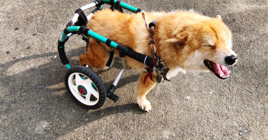 how to care for a dog with cerebellar hypoplasia