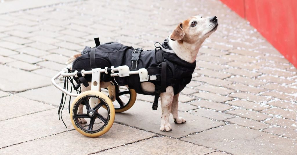 how to care for a paralyzed dog