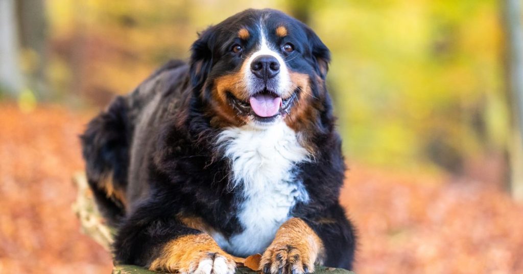 how to groom a Bernese Mountain Dog
