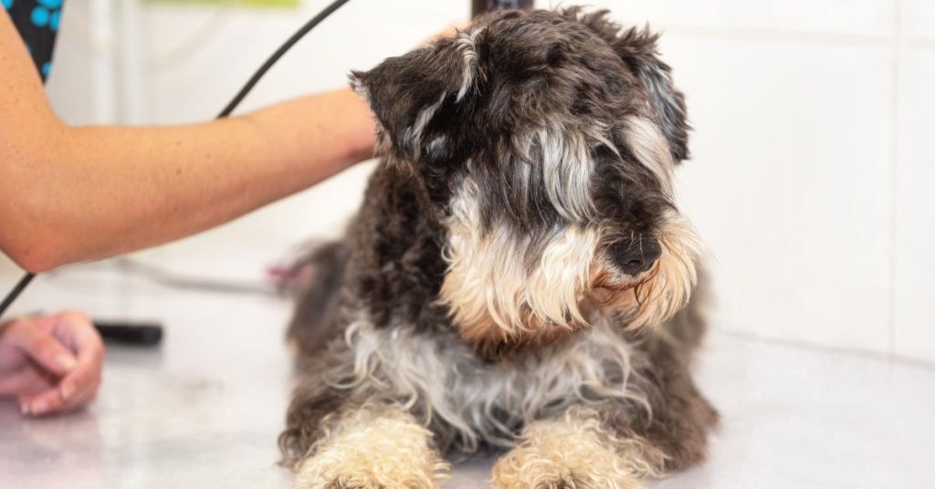 how to groom a double coated dog