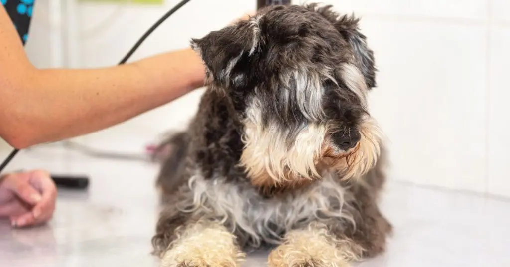 How To Groom A Double Coated Dog