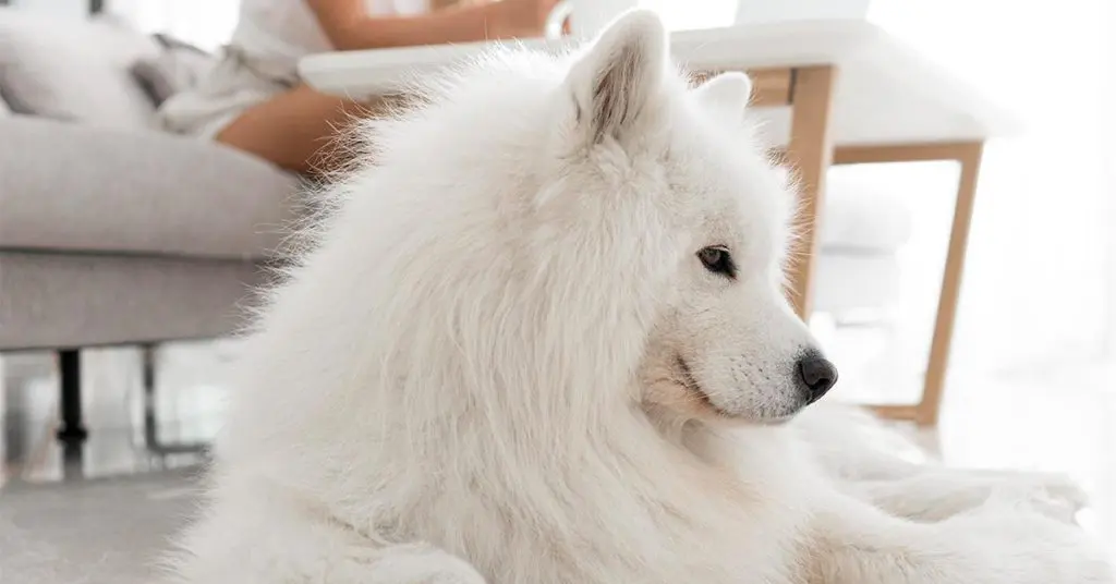 How To Groom a Great Pyrenees Dog?