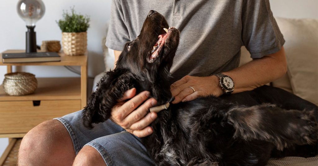How To Groom A Newfoundland Dog