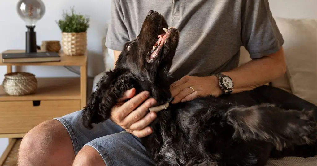 How To Groom A Newfoundland Dog