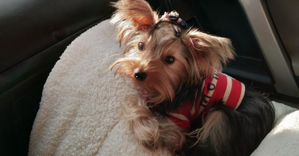 how to keep a dog cool in a car