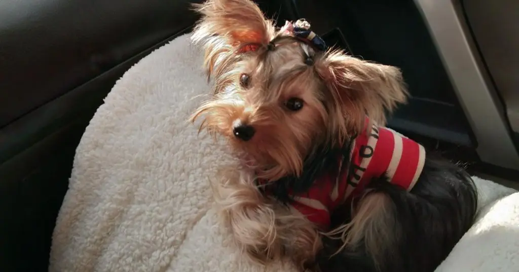 How To Keep A Dog Cool In A Car