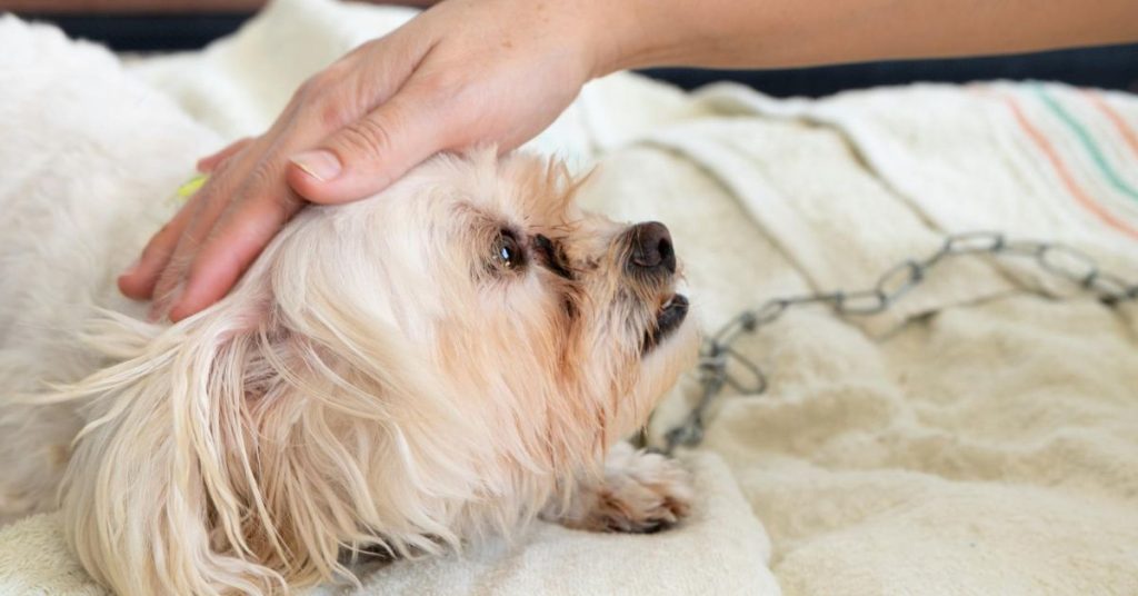 How To Relieve Dog Itching After Grooming