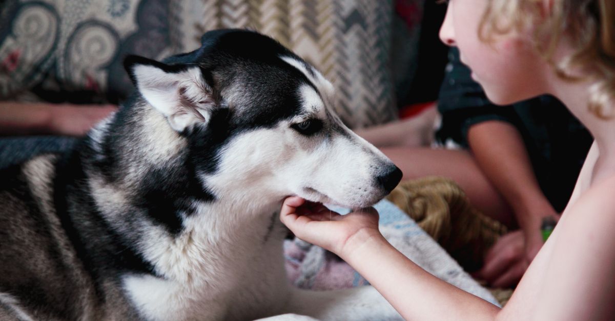 relieve dog itching after grooming