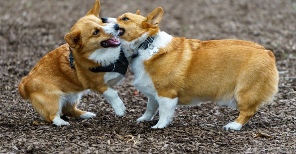 Why Do Dogs Lick Each Others Ears?