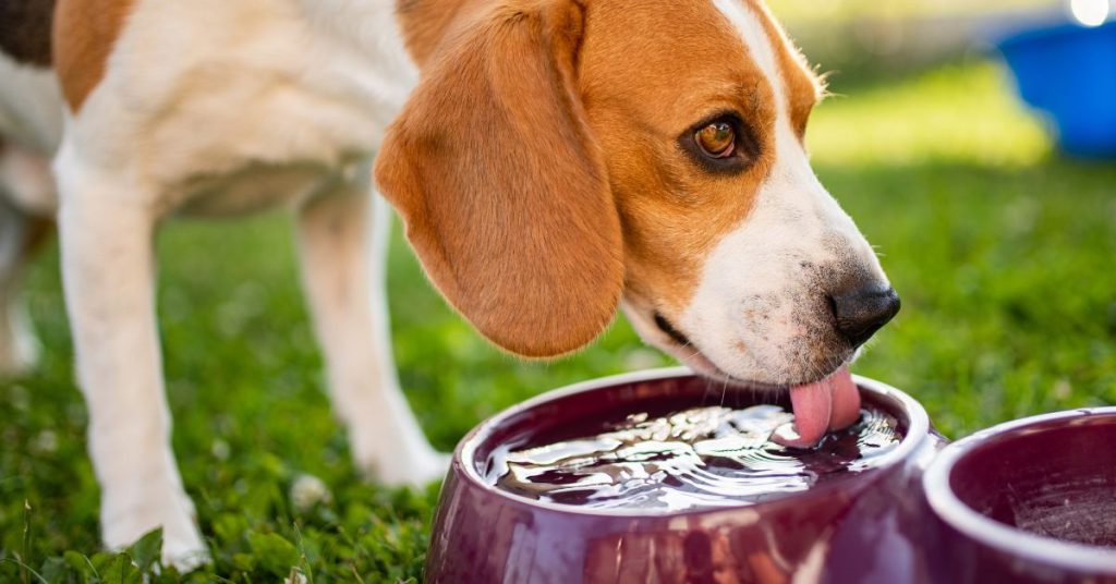 Can Dogs Eat Jello?