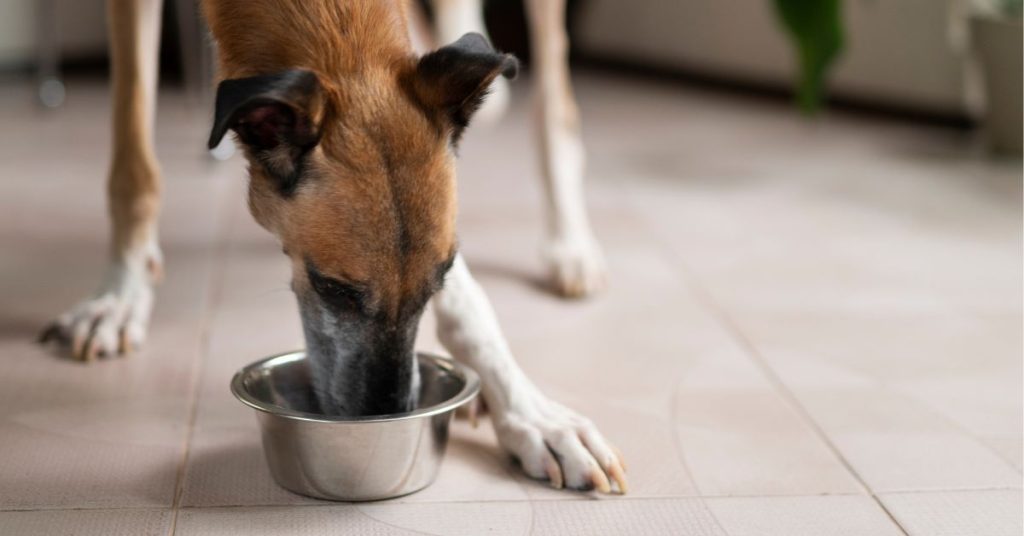 Can Dogs Eat Grits?