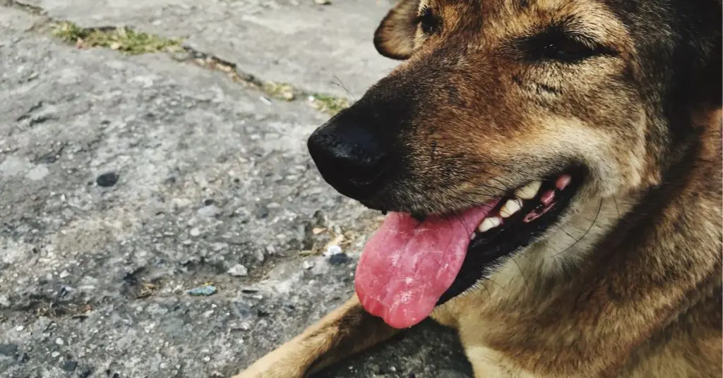Can Dogs Eat Gum?