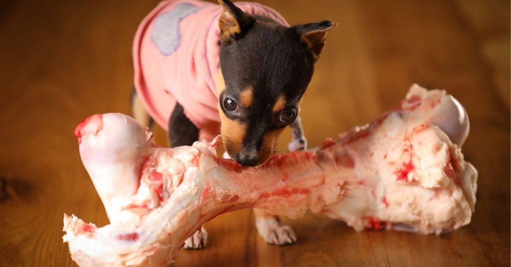 Can Dogs Eat Pork Bones?