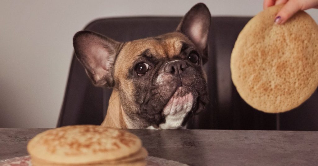 Can Dogs Eat Tortillas?