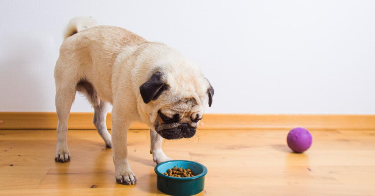 dog eating