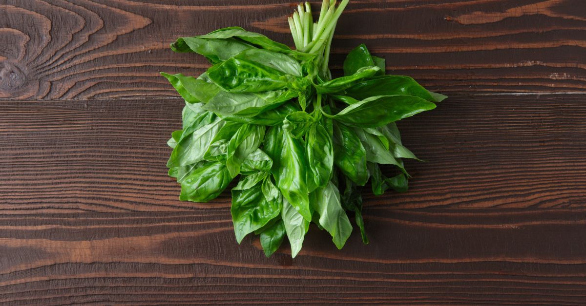 Can Dogs Eat Basil?