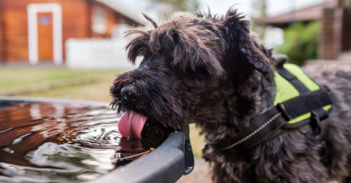 How Long Can a Dog Go Without Water