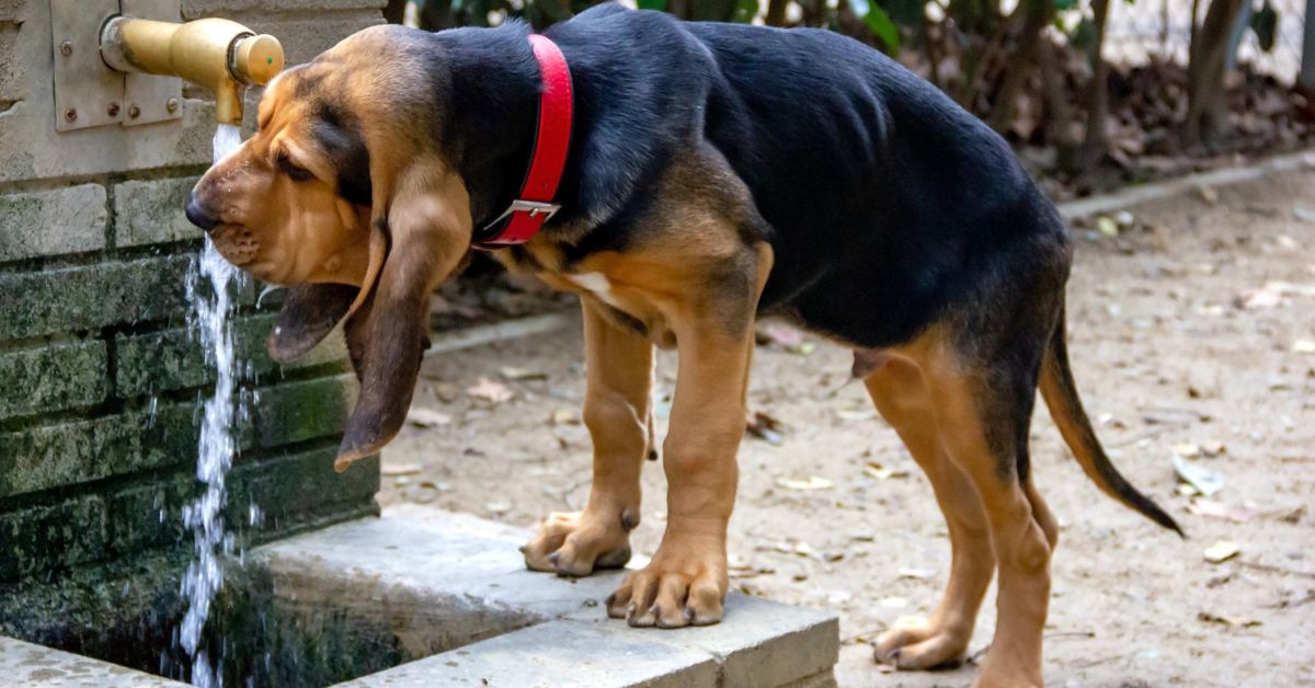 How Long Can a Dog Go Without Water