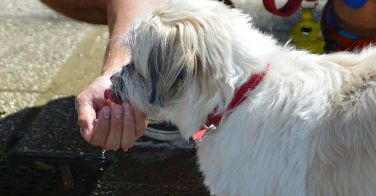 What to Do if Your Dog is Dehydrated