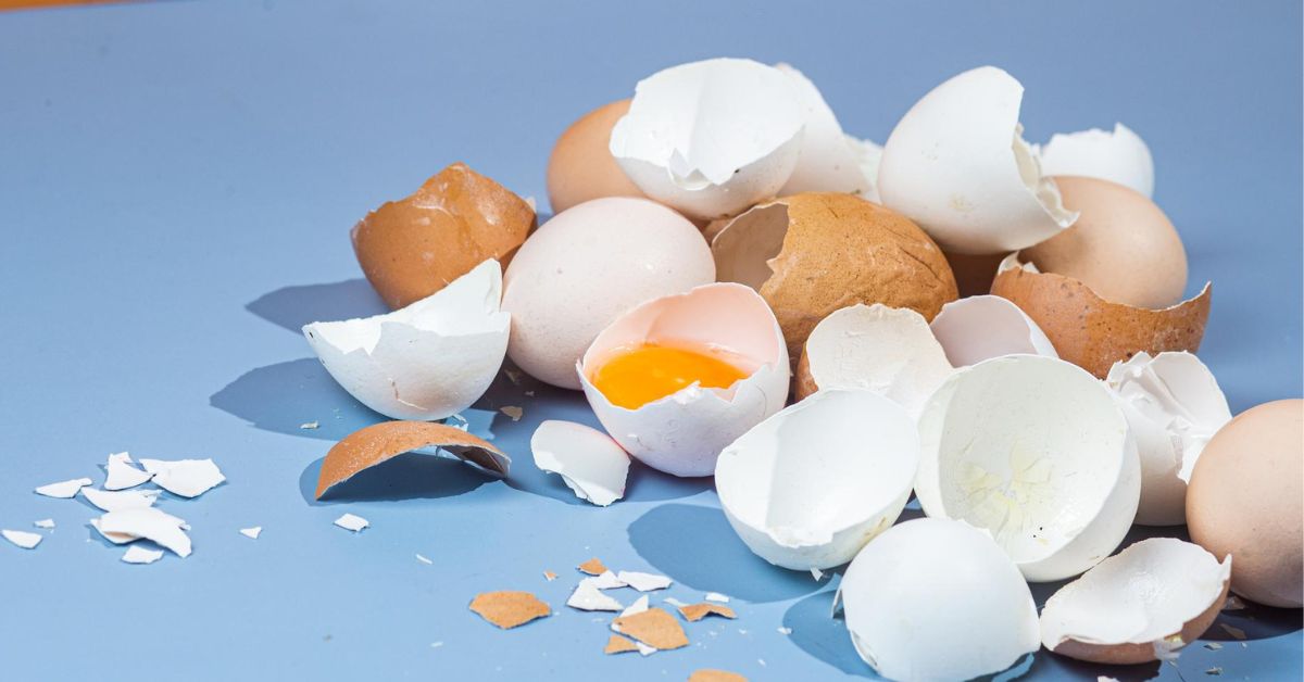 Can Dogs Eat EggShells?