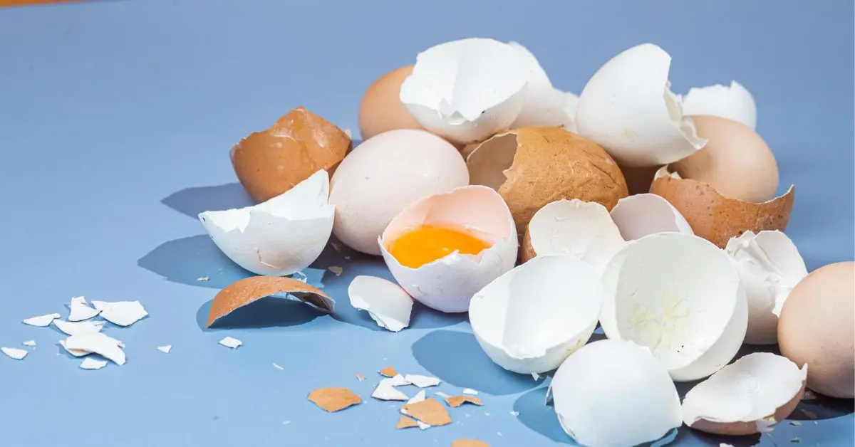 Can Dogs Eat EggShells?