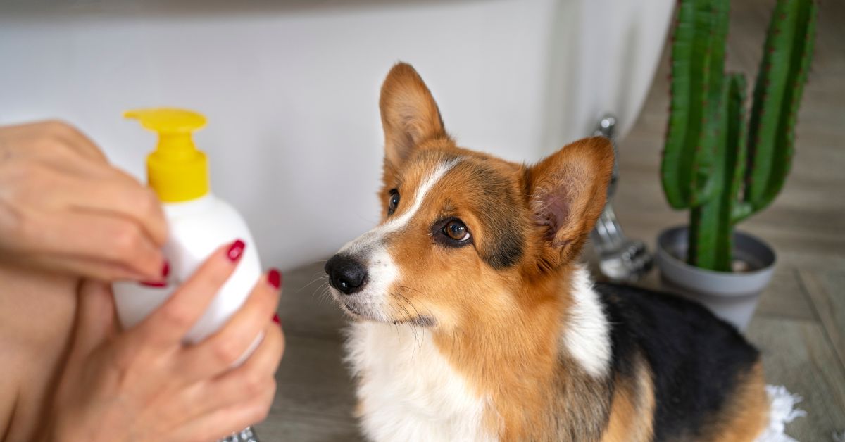 How to Moisturize Your Dog's Skin