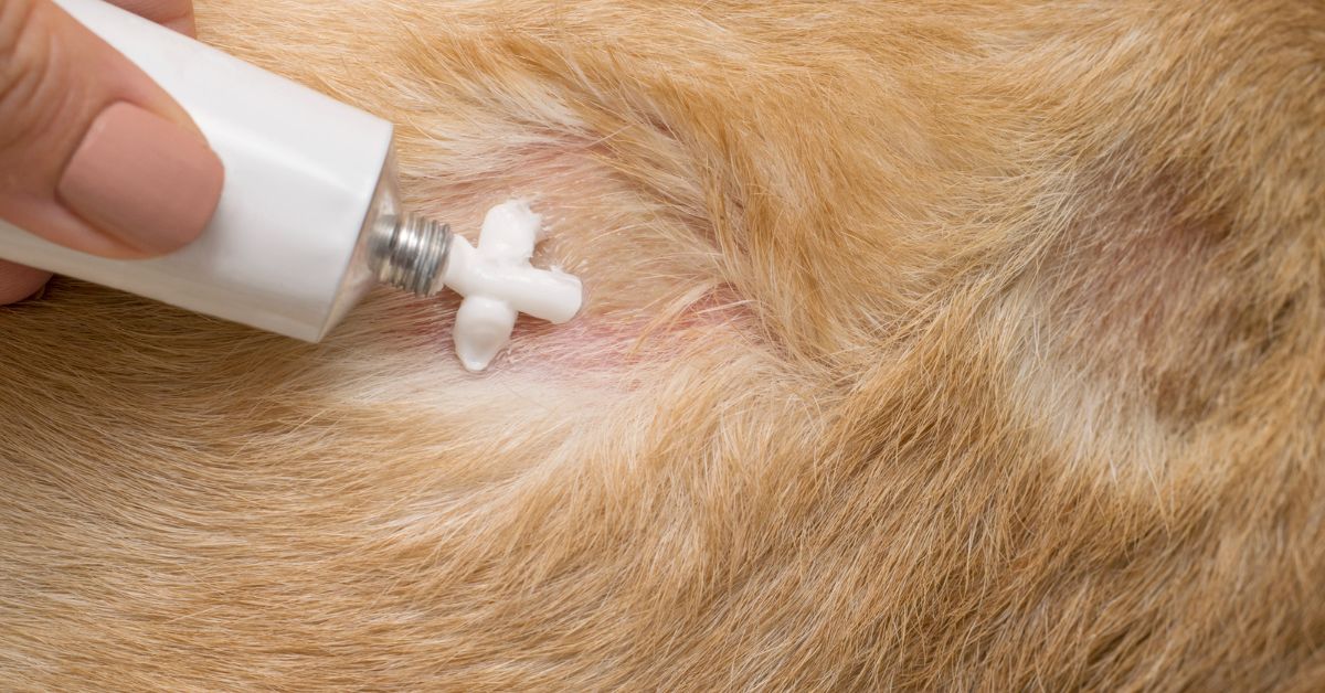 How to Treat and Manage Dry Skin in Dogs