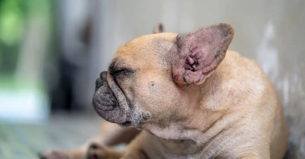 Dog Dry Skin Remedy: A Comprehensive Guide