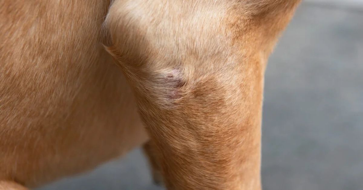 what causes dry skin on dogs