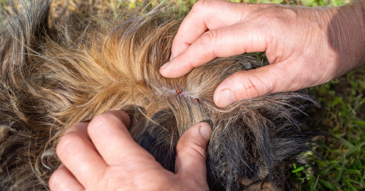 Parasites on dogs