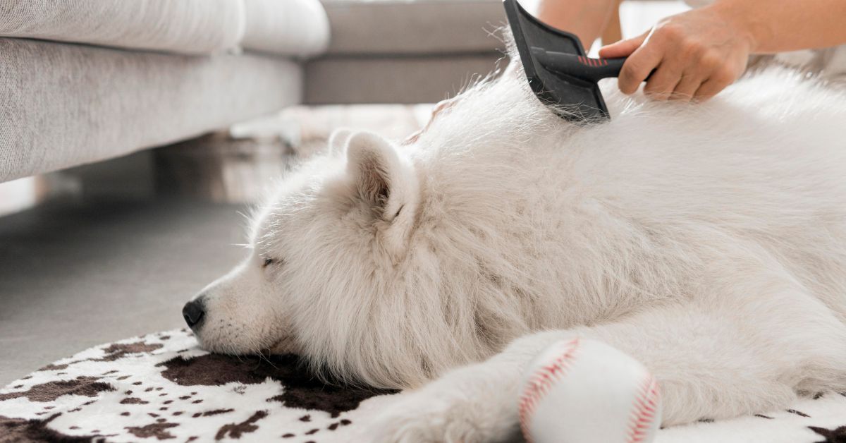 tips to reduce dog shedding