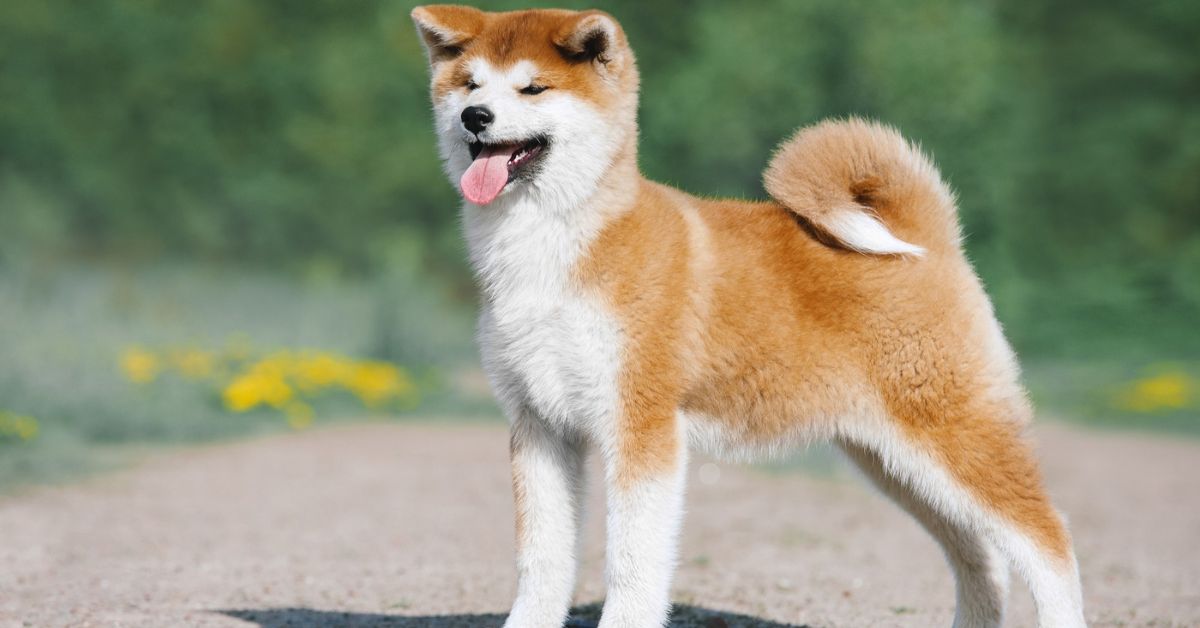 Akita