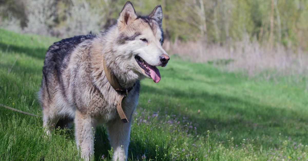 Alaskan Malamute