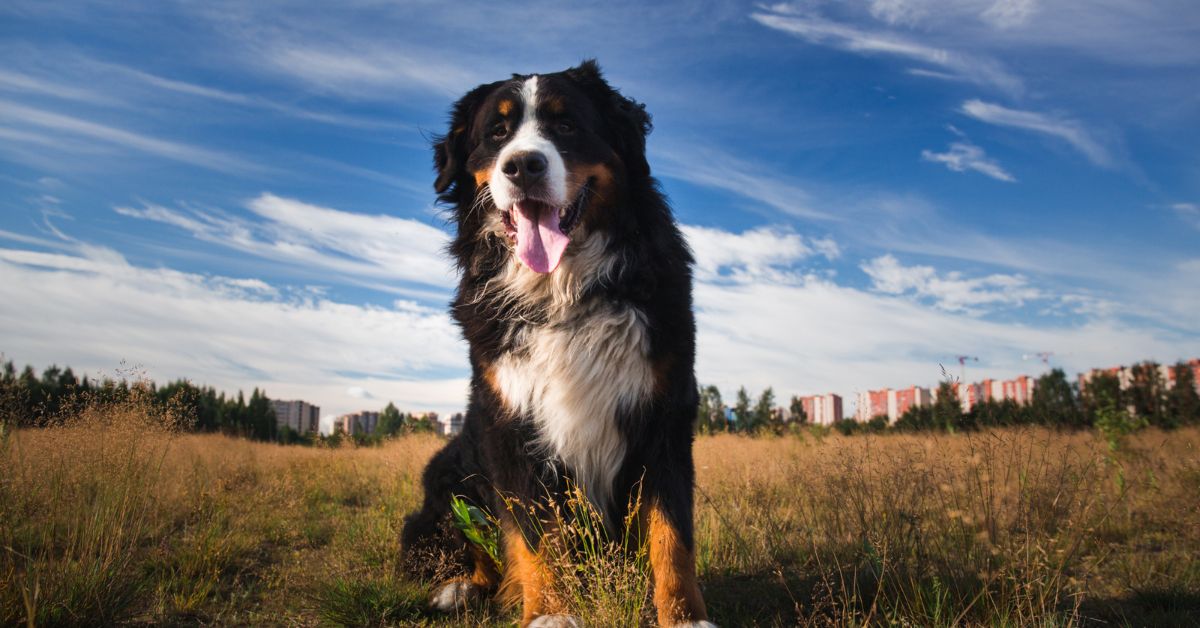 Bernese Mountain Dog: One of the worst shedding dog breeds