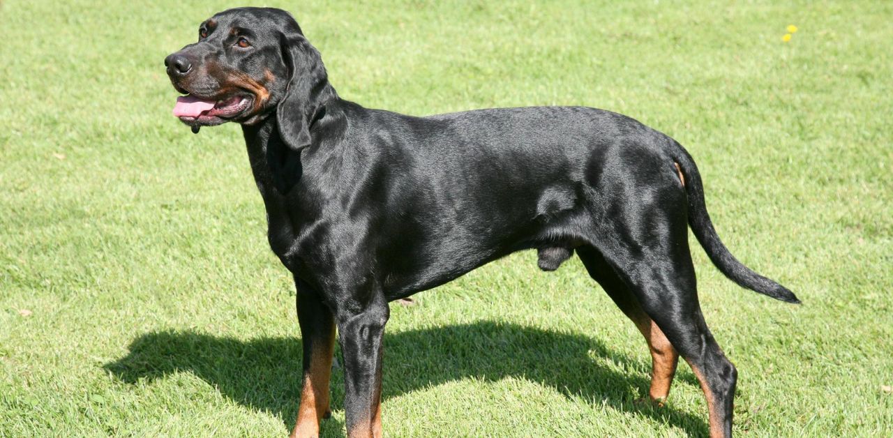 Black and Tan Coonhound